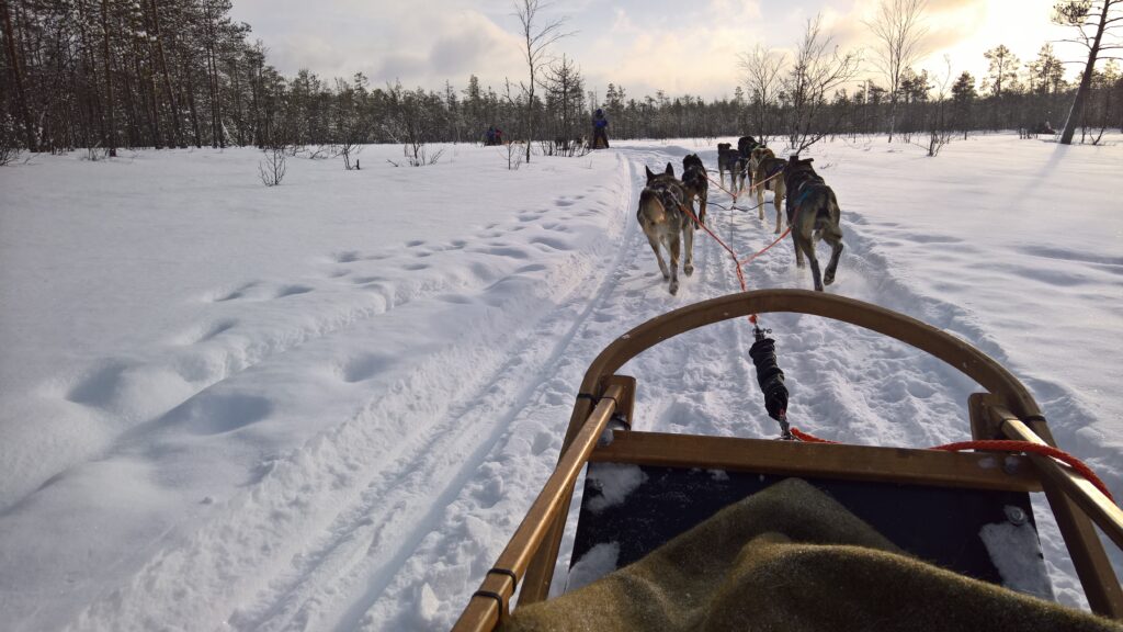 Actividades - Perros huskies